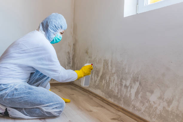 Licensed Mold Inspection And Testing service in Roosevelt, NJ - Car Mold Remediation