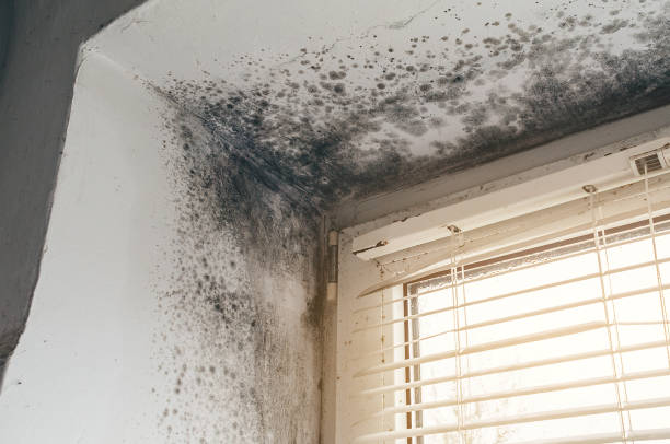 Affordable Mold Inspection And Testing solutions in Roosevelt, NJ